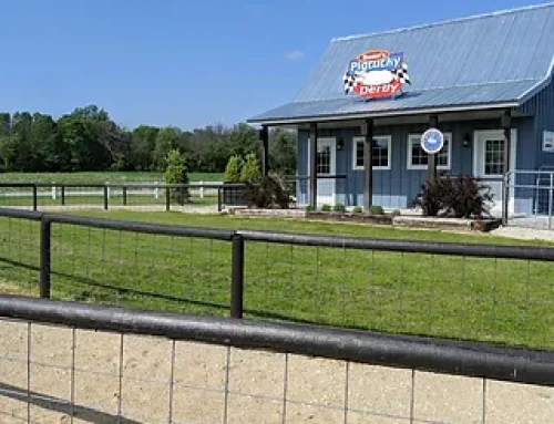 Pig Races