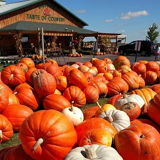 pumpkins