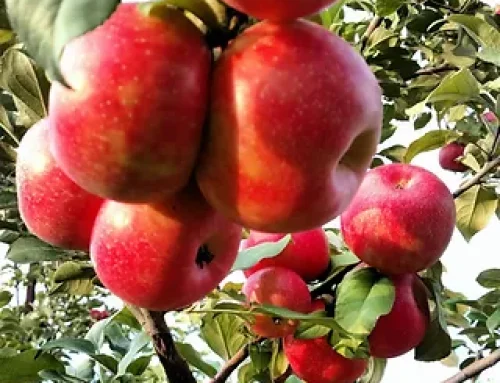 U-Pick Apples