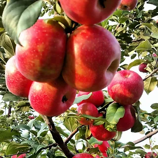 upick-apples