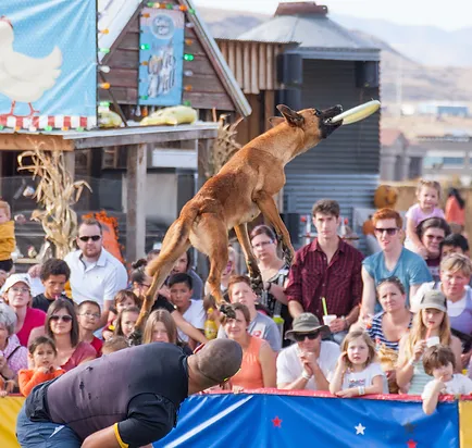 dog show 1