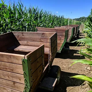 grain-train