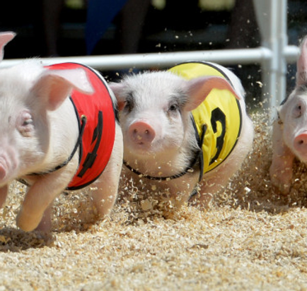 pig-races