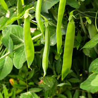 peasbassesfarm